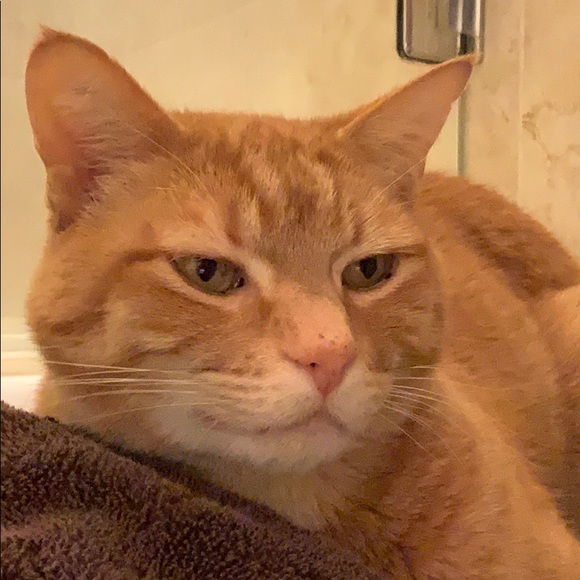 Meet your Posher, Carlie - Picture 1 of 1